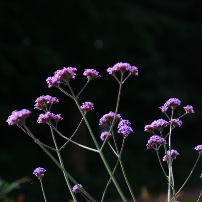 Flowers 6, par Xavier E. G. Dierick
